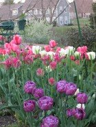 snap-tulips2009-1