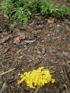 news-yellowfungus-actuallydogvomitslimemold