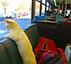 cat-riding