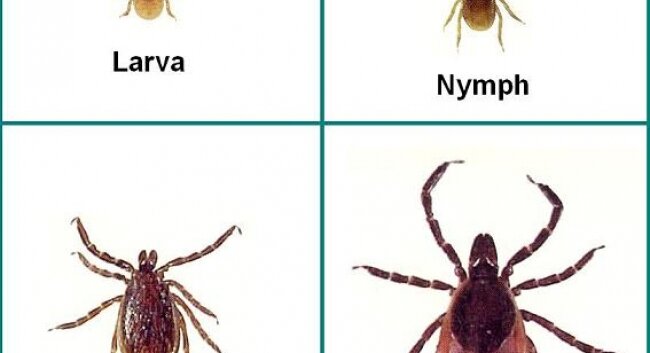 Tick larva become infected with after feeding on small animals including mice. The greatest risk to humans comes from the tiny nymph, whose bite can transmit the disease.