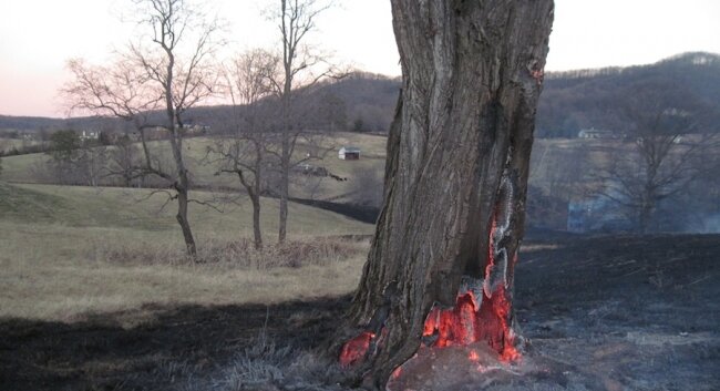 This tree was already dead, but now it%2526#039;s burned too.