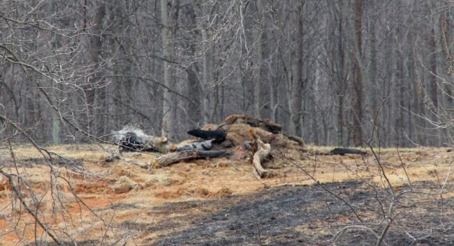Neighbors point to this burn pile as the source of prior fires-- and the fateful one.