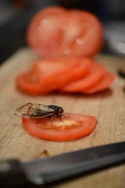 Although the tomato looks tasty, the cicada can’t enjoy it. They feed only on xylem— the nutrient-rich juice in tree roots and branches. 