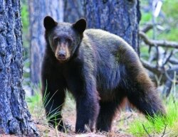 %2526quot;Ursus Americanus%2526quot;, the American black bear, is prevalent in Virginia.