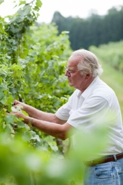 Bowles inspects his chardonnay grapes.