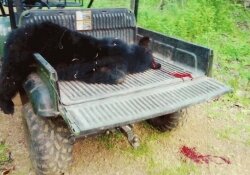 A rabid bear attacked two groundskeepers on an Afton Mountain estate in spring 2012. Shot with the 20-gauge shotgun the men carried with them, the bear died on the back of the Gator. 
