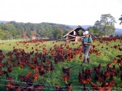A man and his chickens. Thanks to Relay Foods, you%2526#039;ll be able to walk with him this weekend.