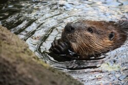 Beavers are often killed for cutting suburban trees.