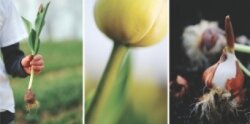 Jeroen and Keriann Koeman come from a long generation of organic tulip farmers