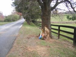 Sunflowers, hydrangeas and roses mark the scarred tree trunk where 20-year-old Amber Johnson and her father died on a country road in Crozet.