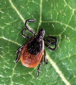 Deer ticks carry Lyme Disease, and cases are on the rise in Virginia.