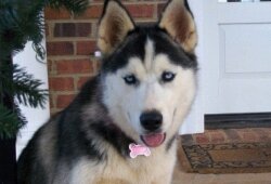 Mattie, a 10-month old Husky, was shot and killed in the front yard of a home in the Fray%2526#039;s Grant subdivision.