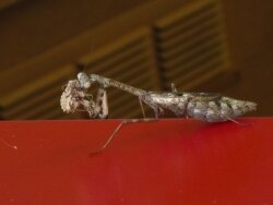 A praying mantis enjoys a stink bug meal.