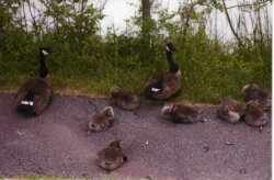 Carol Rasmussen photographed this family of Canada geese at Forest Lakes in 2010, shortly before the round-up and slaughter.